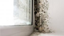 moisissures fenetres